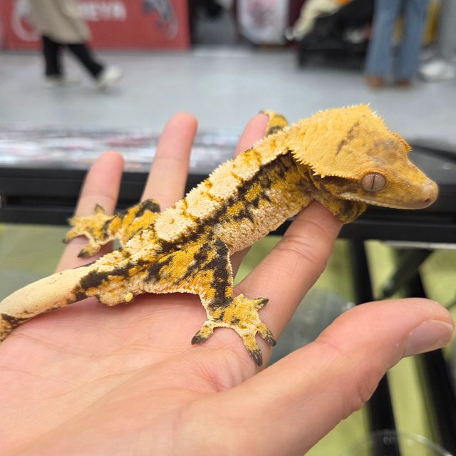 드리피 트라이 익스트림할리퀸