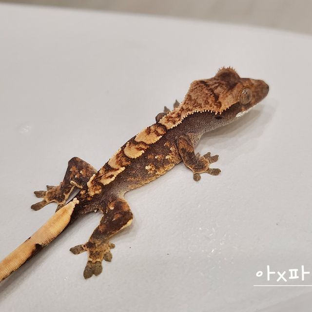 노멀 익스트림할리퀸 다크