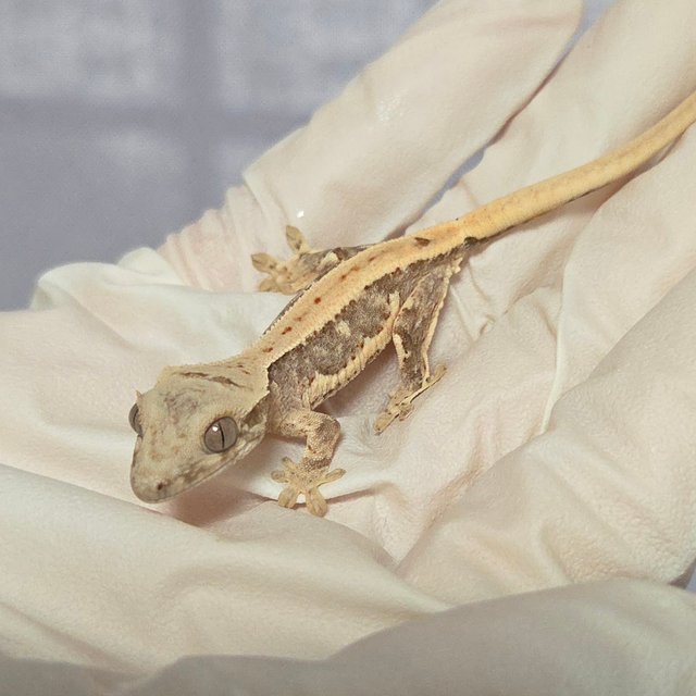 릴리100%헷아잔틱