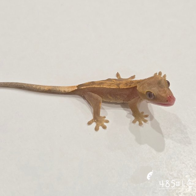 Hypo