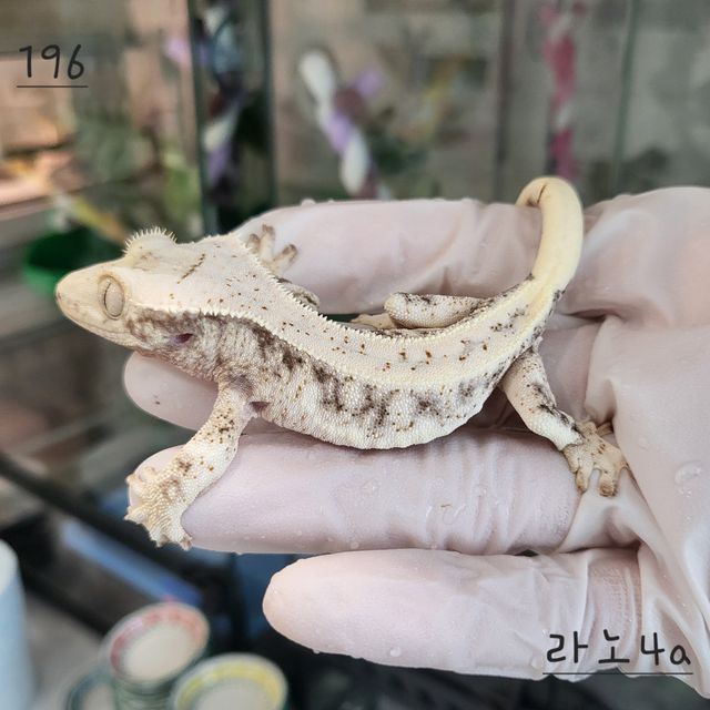 릴리화이트