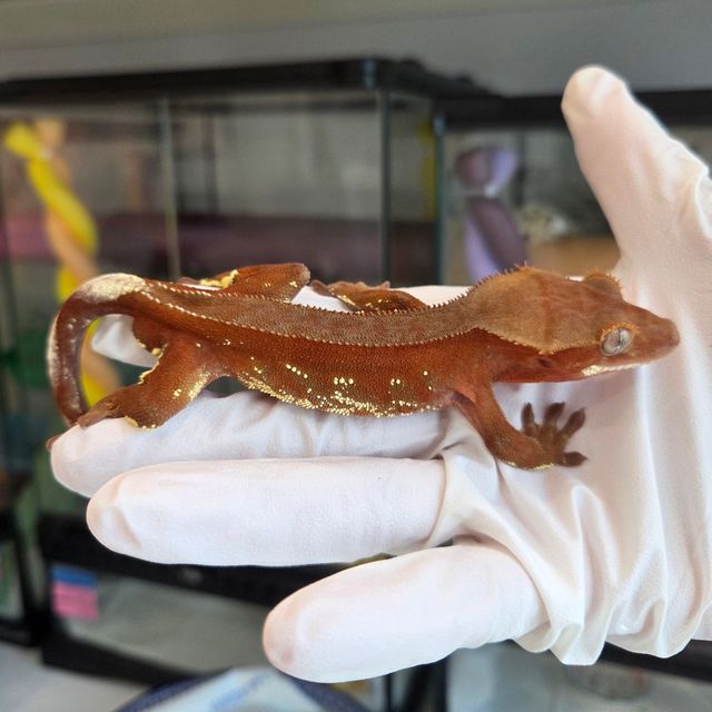 레드 바이 화이트포트홀 풀핀