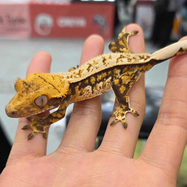 트라이 익스트림할리퀸 핀스트라이프