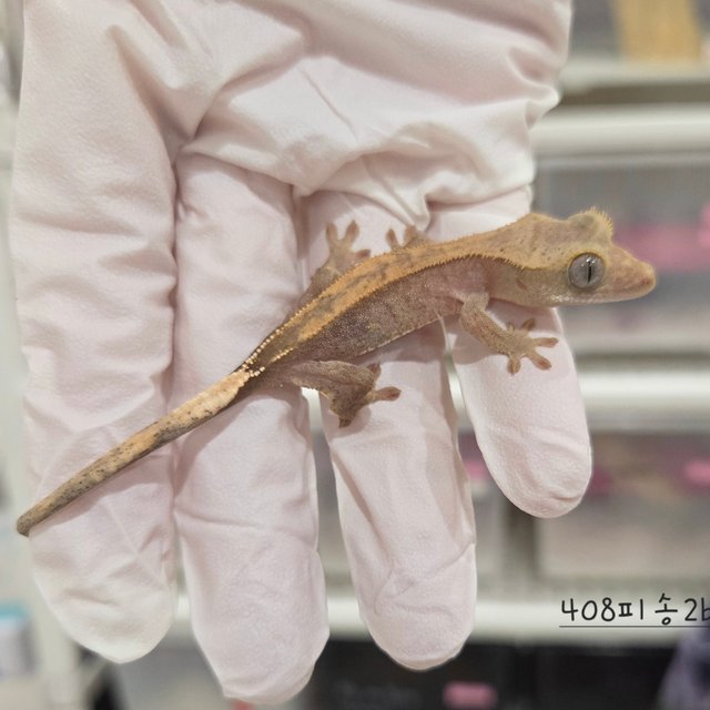 Hypo