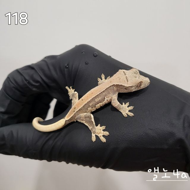 릴리화이트