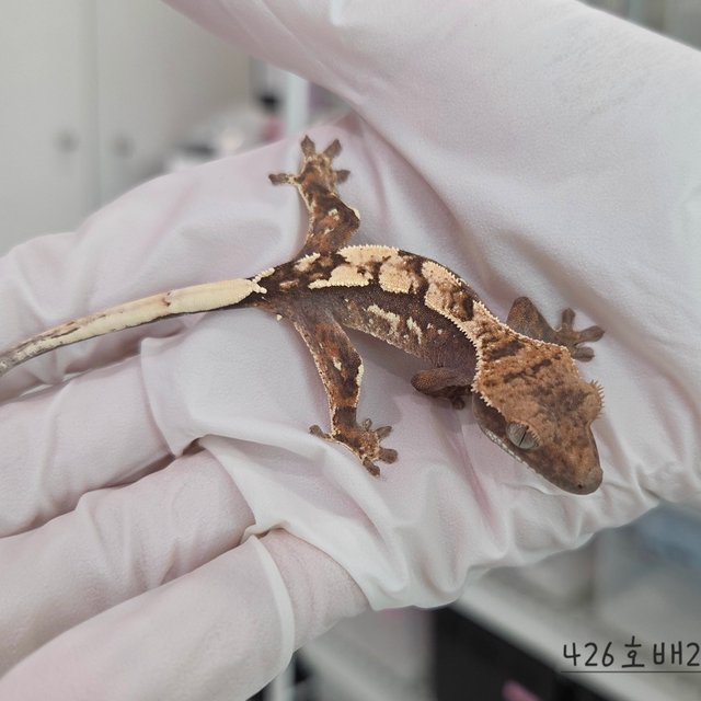 Sable 100% Het Axanthic