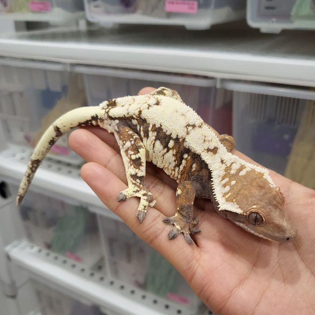 세이블