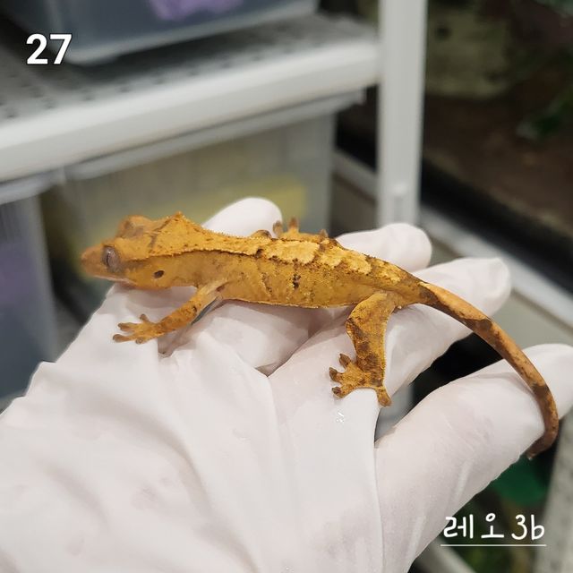 노멀 옐로우 크림시클