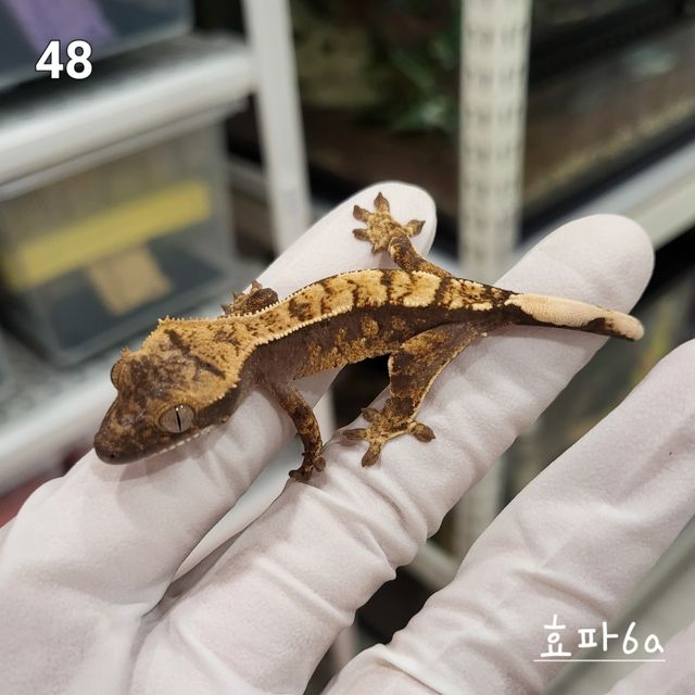 노멀 익스트림할리퀸