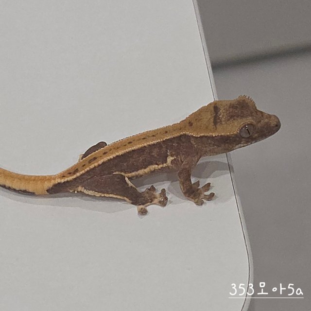 릴리100%헷아잔틱