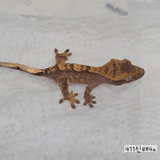 100% Het Axanthic