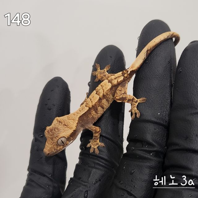 드리피 노멀 익스트림할리퀸