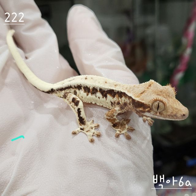 프라푸치노