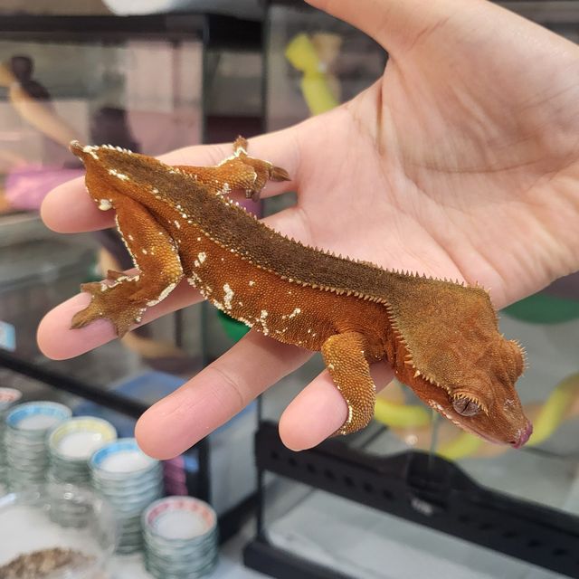 레드 바이 화이트포트홀 핀스트라이프 솔리드백