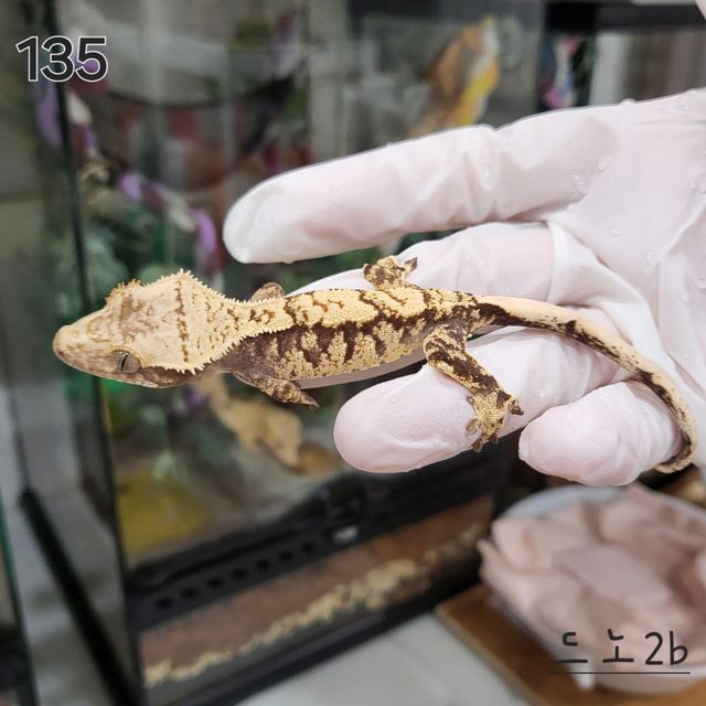 익스트림할리퀸