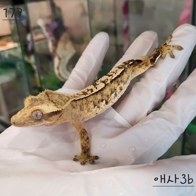 익스트림할리퀸 크림시클