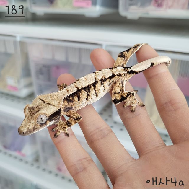 트라이 익스트림할리퀸 화이트스팟