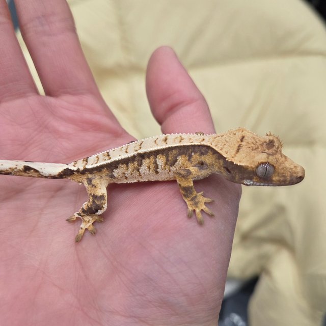 트라이 익스트림할리퀸 핀스트라이프