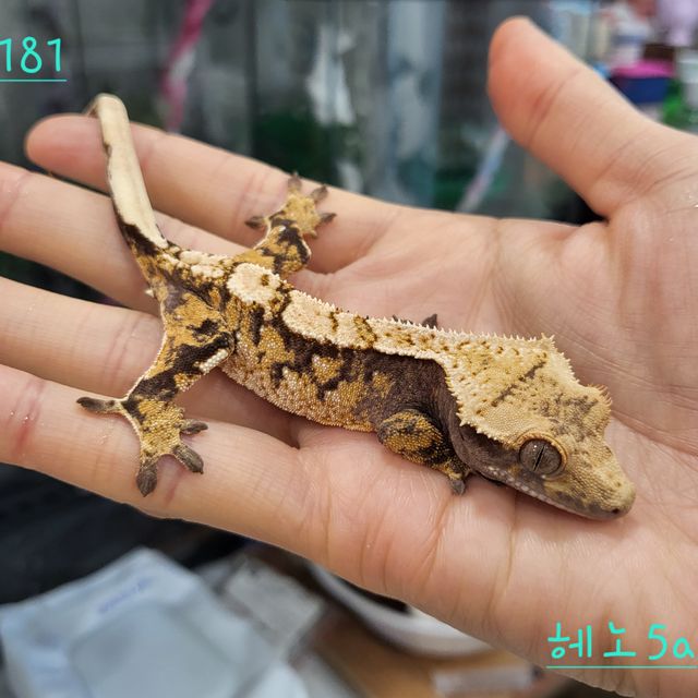 드리피 트라이 익스트림할리퀸