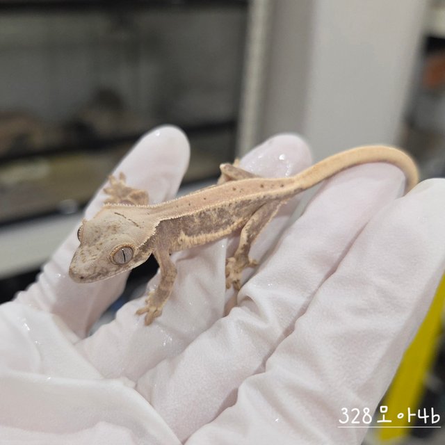 릴리100%헷아잔틱