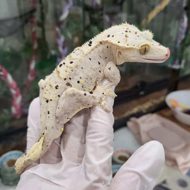 달마시안