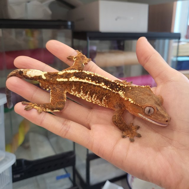 엠티백 핀스트라이프 텐저린 카푸치노