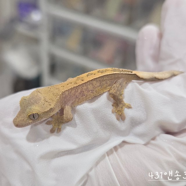 Hypo