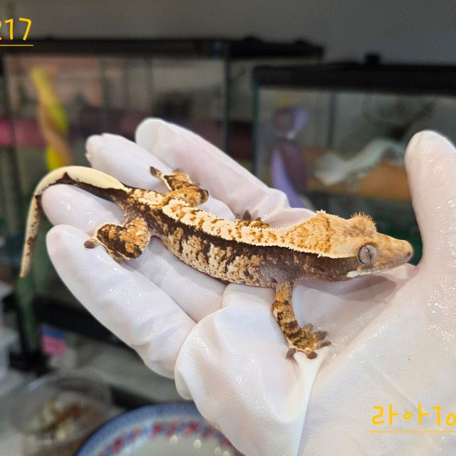 트라이 익스트림할리퀸 할리퀸 화이트스팟