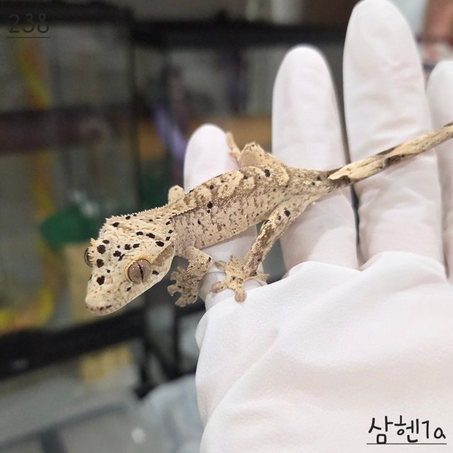 슈퍼달마시안