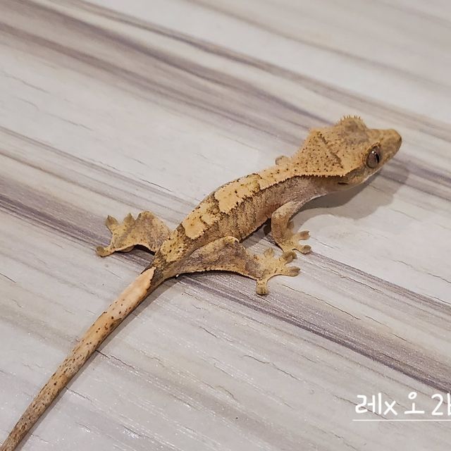 노멀 옐로우 크림시클