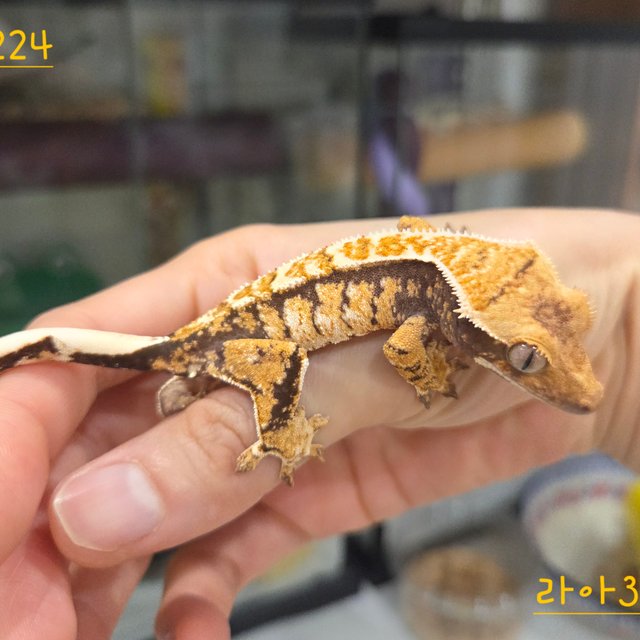 드리피 트라이 익스트림할리퀸 화이트스팟