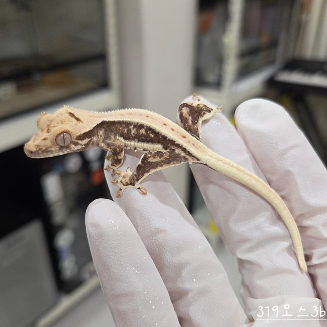 Lilly 100% Het Axanthic