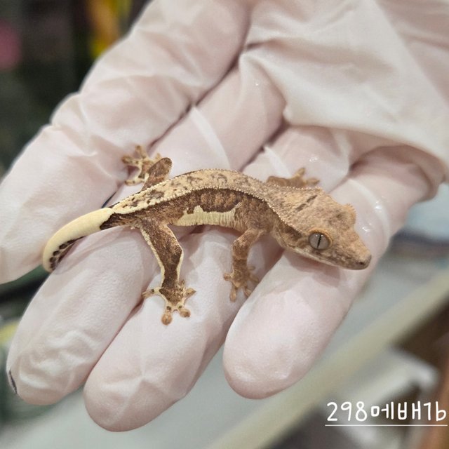 레드 팬텀 릴리100%헷아잔틱