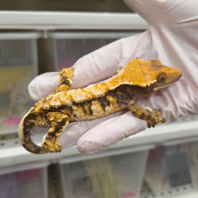 드리피 트라이 익스트림할리퀸