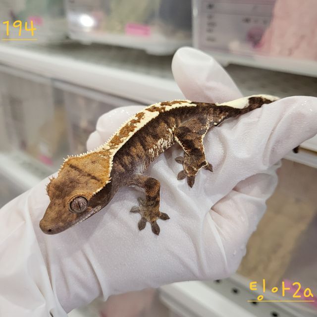 카푸치노 트라이 익스트림할리퀸 핀스트라이프