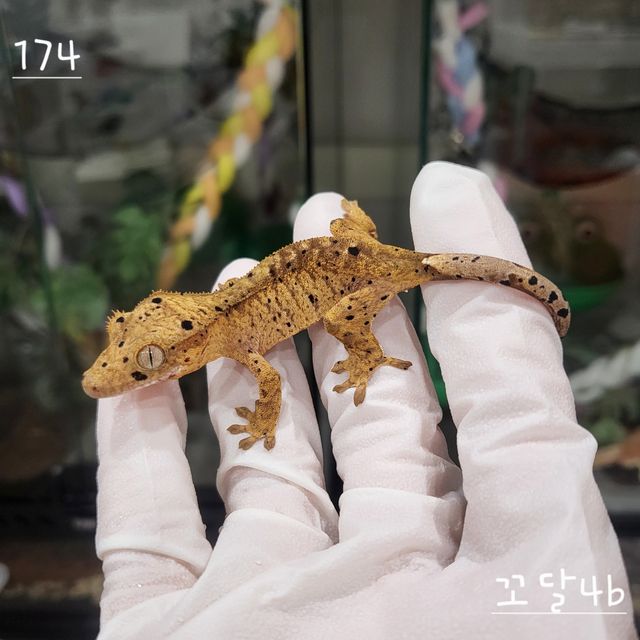 슈퍼달마시안