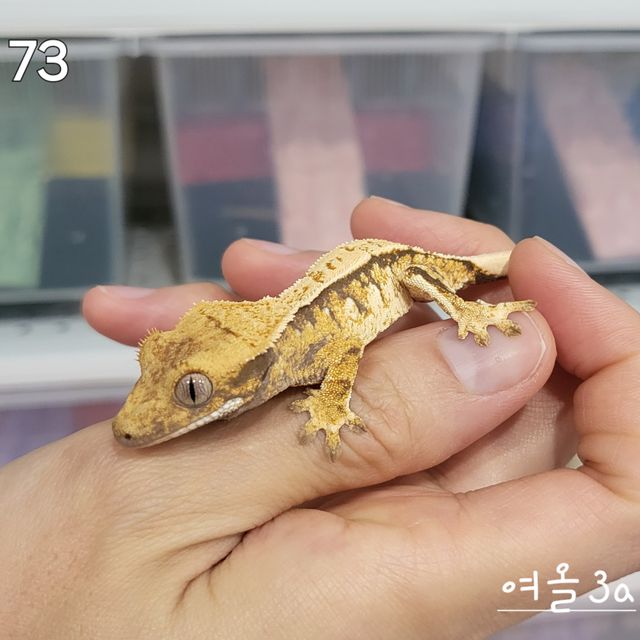 트라이 노멀 익스트림할리퀸