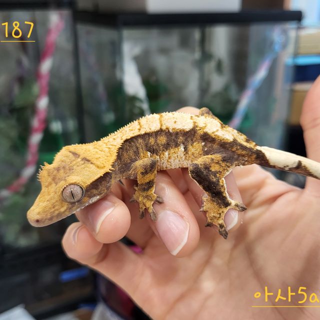 트라이 익스트림할리퀸