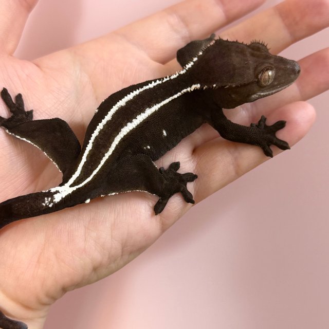 Axanthic Full Pinstripe