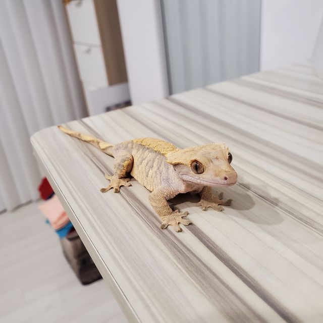 노멀 익스트림할리퀸 텐저린