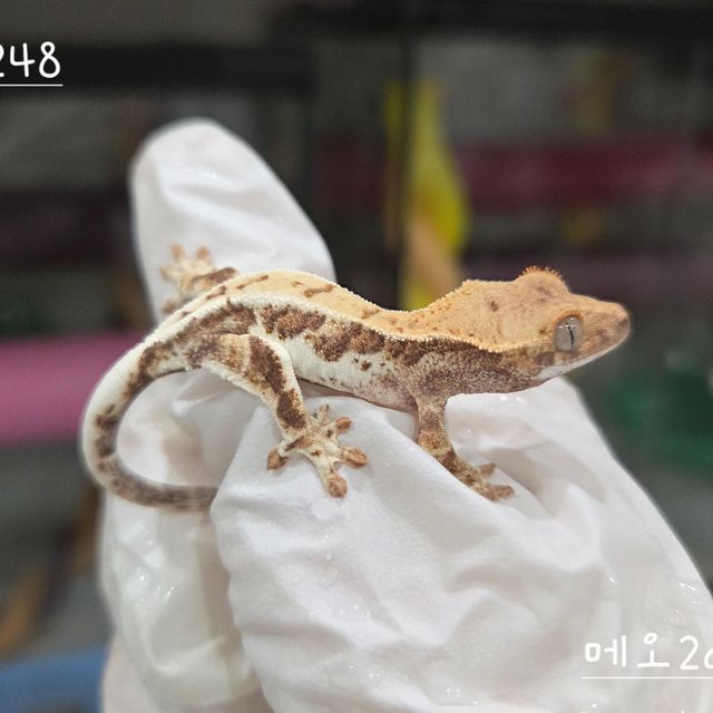 프라푸치노 레드