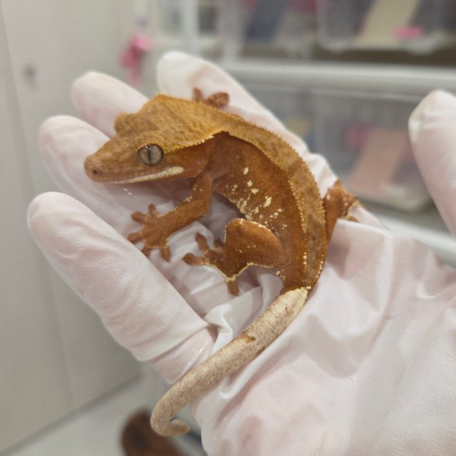 레드 바이 화이트포트홀