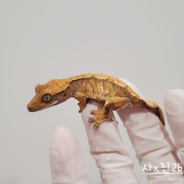 노멀 트라이 익스트림할리퀸