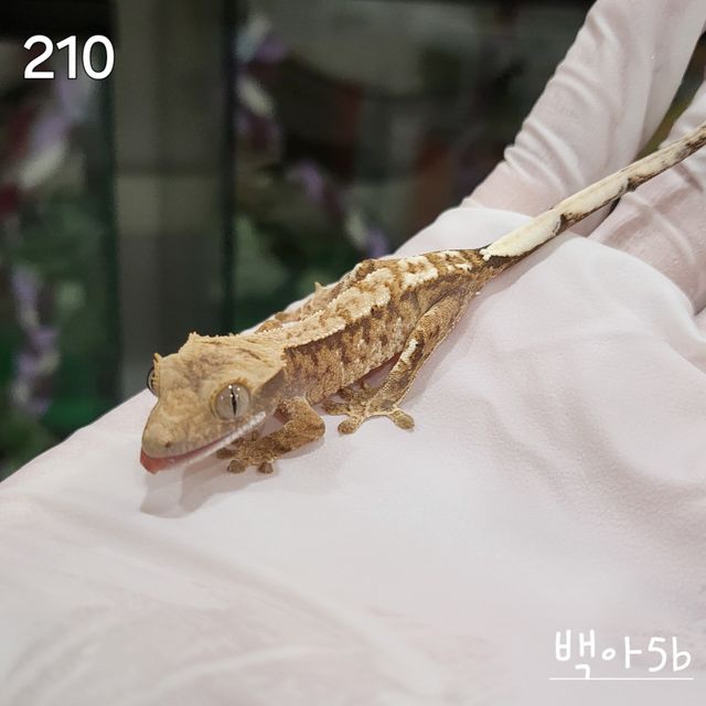 트라이 익스트림할리퀸 드리피 카푸치노