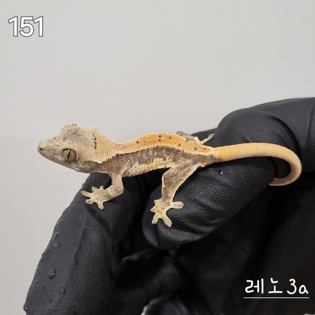 릴리화이트