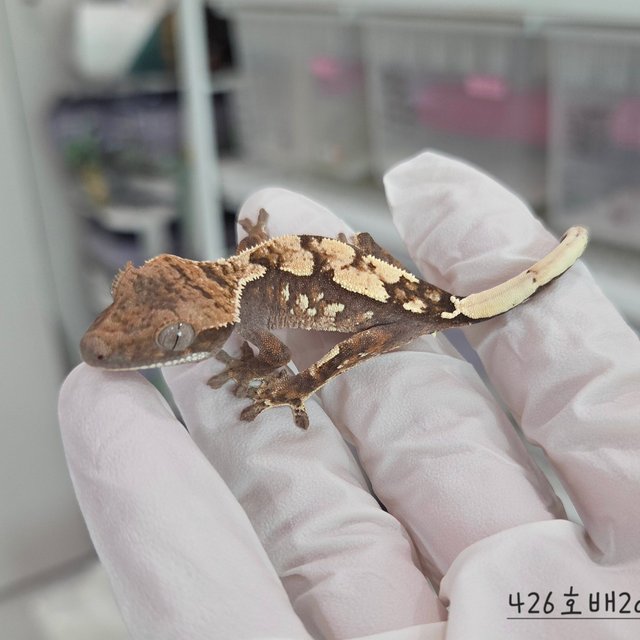Sable 100% Het Axanthic