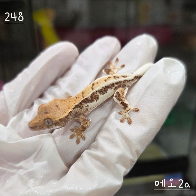 프라푸치노 레드