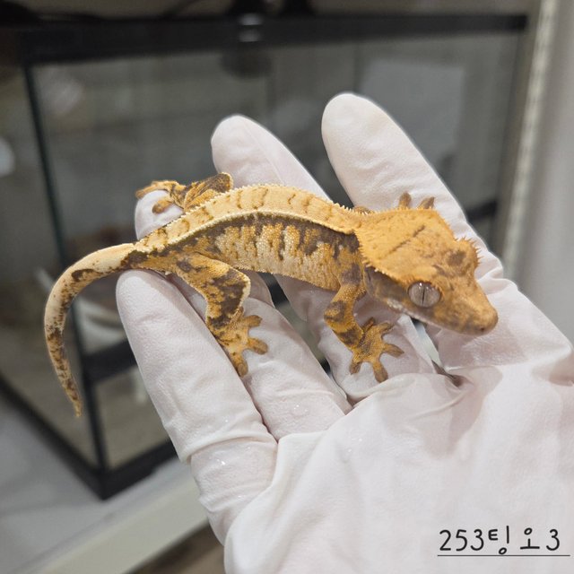 트라이 익스트림할리퀸 핀스트라이프