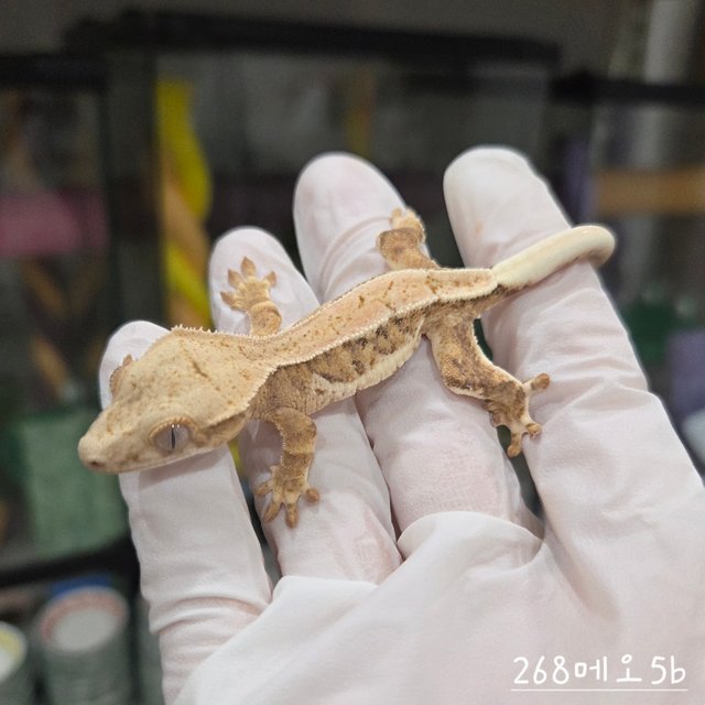 크림 릴리화이트