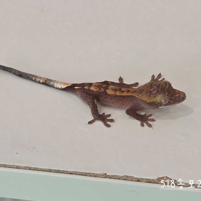Hypo